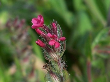 Una Silene rossa - Silene gallica